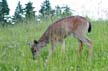 Elk, Grouse Mountain