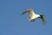 Seagull Flying, Canada Stock Photos