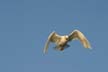 Seagull Flying, Canada Stock Photos