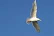 Seagull Flying, Canada Stock Photos