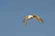 Seagull Flying, Canada Stock Photos