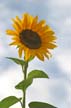 Sunflower(s), Vancouver Gardens