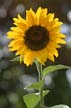 Sunflower(s), Vancouver Gardens