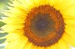 Sunflower(s), Vancouver Gardens