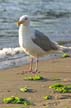 Seagull, Canada Stock Photos