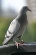 Pigeon(s), Canada Stock Photos