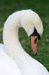 Swan(s), Canada Stock Photos