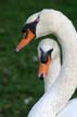 Swans, Canada Stock Photographs