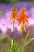Flowers, Canada Stock Photographs