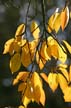 Autumn Leaves, Vancouver Nature