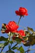 Roses, Vancouver Flowers