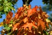 Fall Leaves, Stock Photos