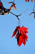 Fall Leaves, Vancouver Gardens