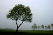 Foggy Day, Jericho Beach Park