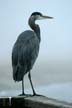 Great Blue Heron, Foggy Day