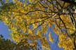 Autumn Leaves, Vancouver Nature