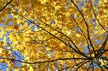 Autumn Leaves, Vancouver Nature