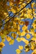 Autumn Leaves, Vancouver Nature