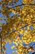 Autumn Leaves, Vancouver Nature