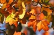 Autumn Leaves, Vancouver Nature