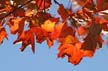 Autumn Leaves, Vancouver Nature