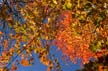 Autumn Leaves, Canada Stock Photos