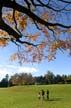 Autumn Leaves, Vancouver Nature