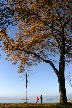 Fall Tree, Canada Stock Photos