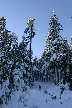 Cypresses Park, Canada Stock Photos