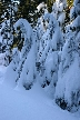 Cypresses Park, Canada Stock Photos