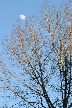 Trees, Canada Stock Photos