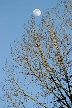 Trees, Canada Stock Photos