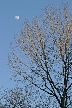 Trees, Canada Stock Photos