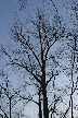 Trees, Canada Stock Photos