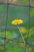 Dandelion(s), Canada Stock Photographs