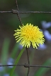 Dandelion, Canada Stock Photos