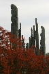 Burnaby Mountain Park, Canada Stock Photos