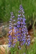 Wild Flowers, Canada Stock Photographs