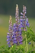 Vancouver Nature, Canada Stock Photos