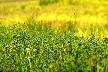 Flowers, Canada Stock Photographs