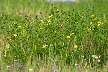 Green Plants, Canada Stock Photos