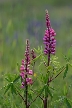 Purple Wildflowers, Canada Stock Photos