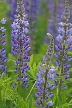 Wildflowers, Canada Stock Photos