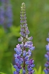 Wildflowers, Canada Stock Photos