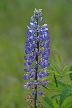 Purple Wildflowers, Canada Stock Photos