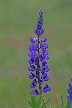 Purple Wildflowers, Canada Stock Photos