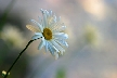 Daisy, Canada Stock Photos