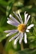 White Daisy, Canada Stock Photos