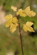 Autumn Leaves, Canada Stock Photos