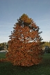 Autumn Leaves, Vancouver Nature